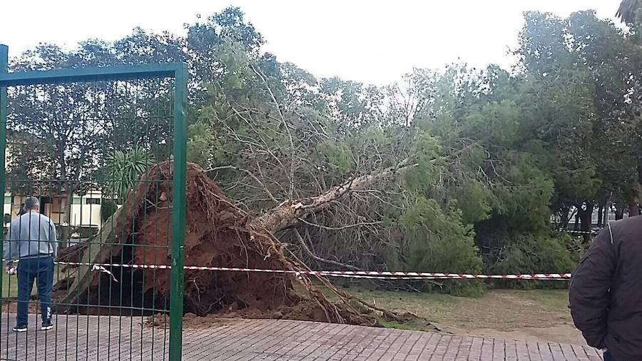 Árbol caído en el Polideportivo de Alginet.