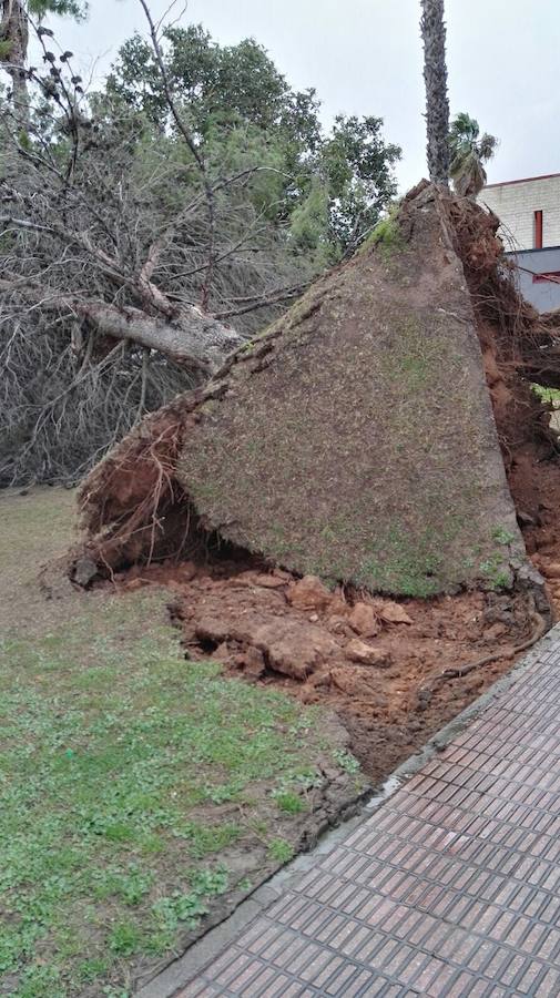 Árbol caído en el Polideportivo de Alginet.