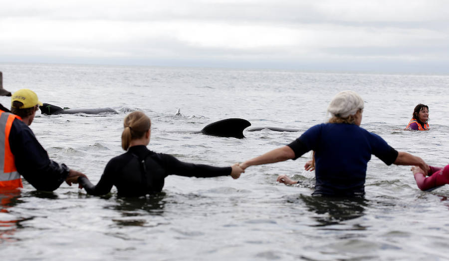 Fotos de las ballenas varadas en la Bahía de Oro