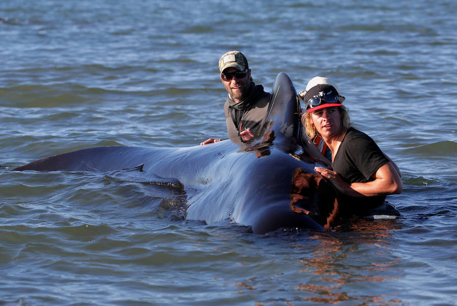 Fotos de las ballenas varadas en la Bahía de Oro