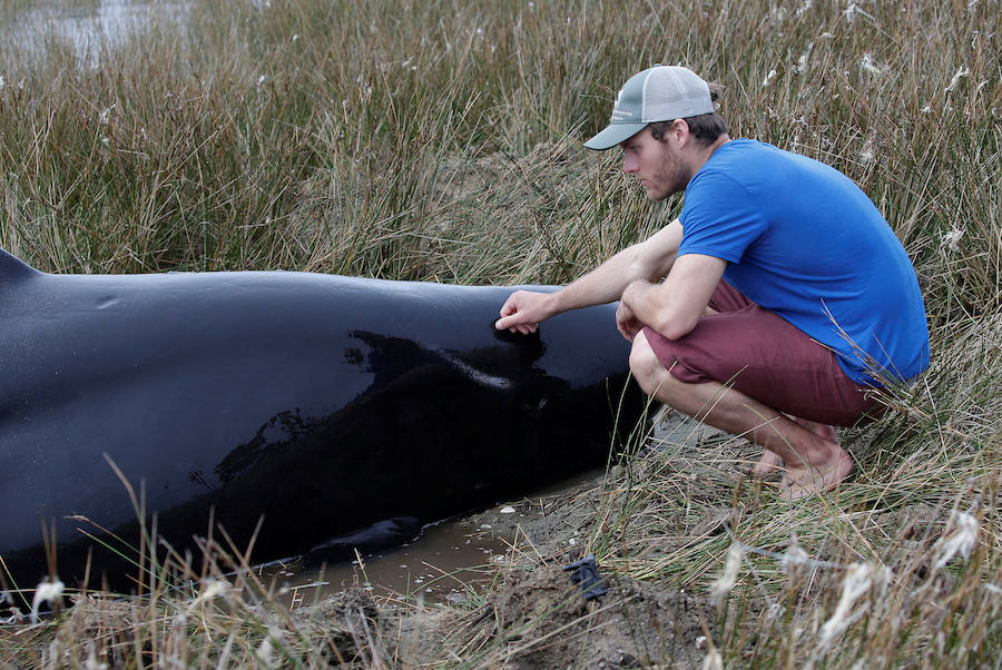 Fotos de las ballenas varadas en la Bahía de Oro