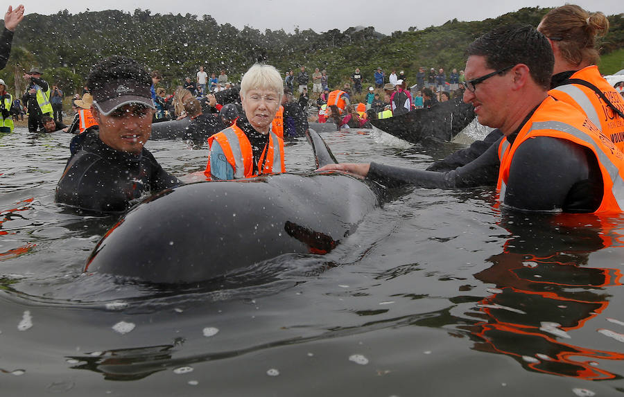 Fotos de las ballenas varadas en la Bahía de Oro