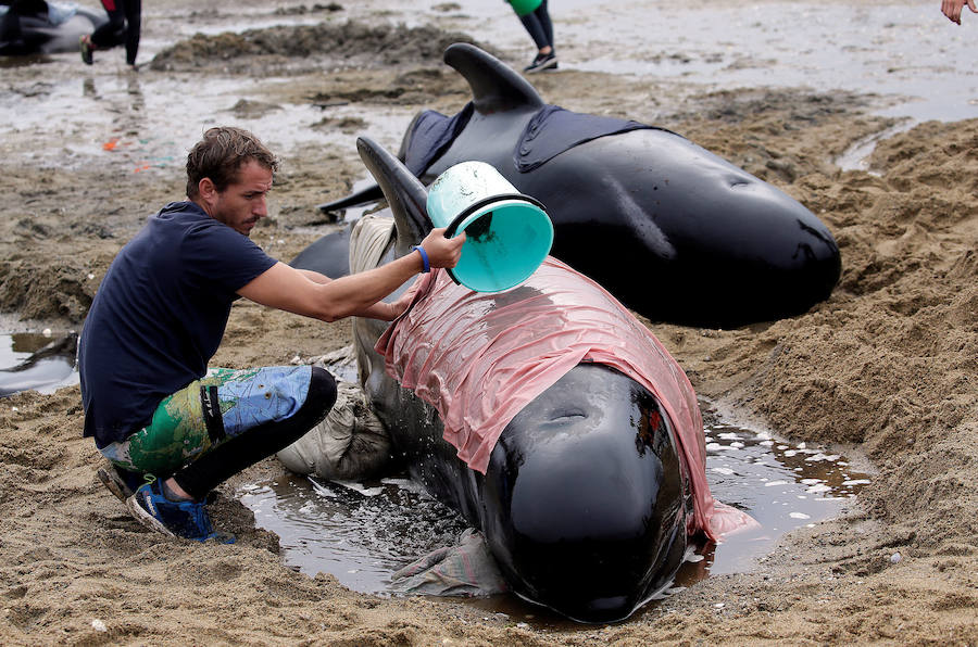 Fotos de las ballenas varadas en la Bahía de Oro