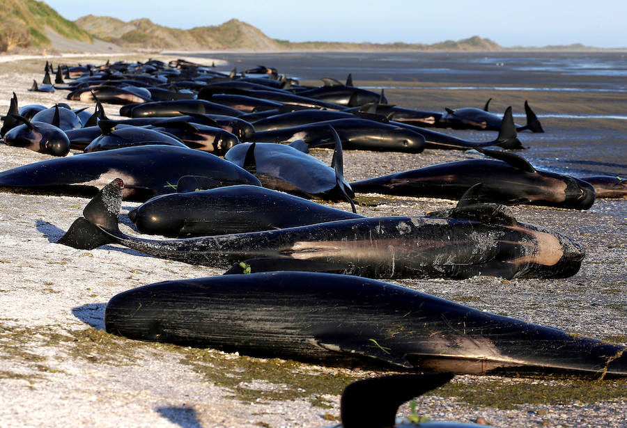 Fotos de las ballenas varadas en la Bahía de Oro