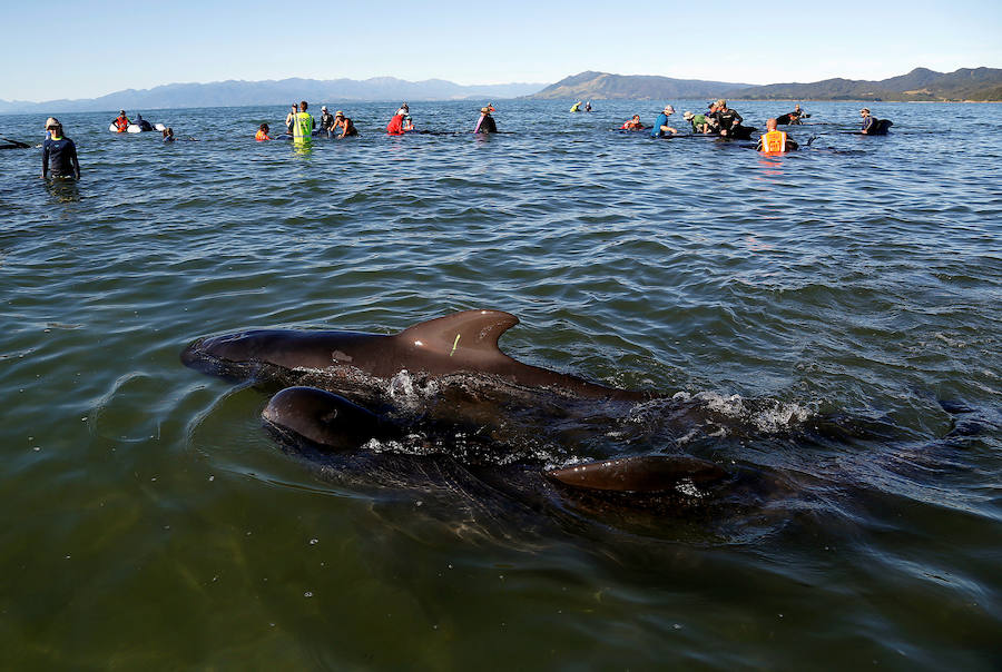 Fotos de las ballenas varadas en la Bahía de Oro