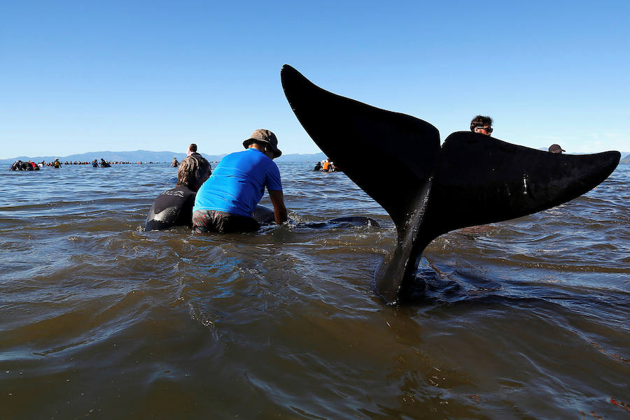 Fotos de las ballenas varadas en la Bahía de Oro