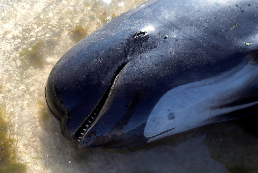 Fotos de las ballenas varadas en la Bahía de Oro