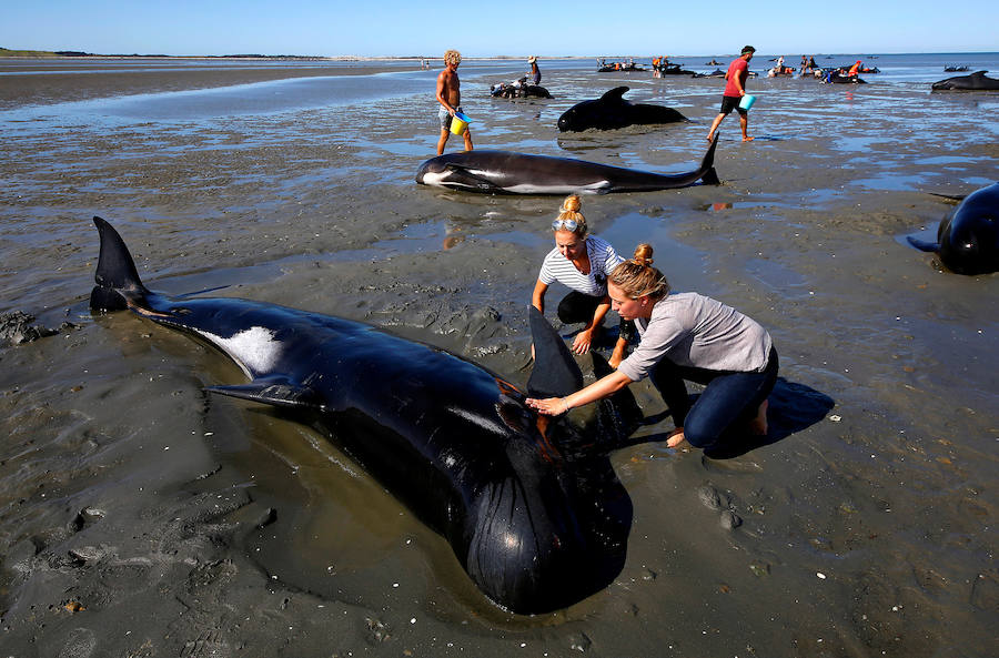 Fotos de las ballenas varadas en la Bahía de Oro