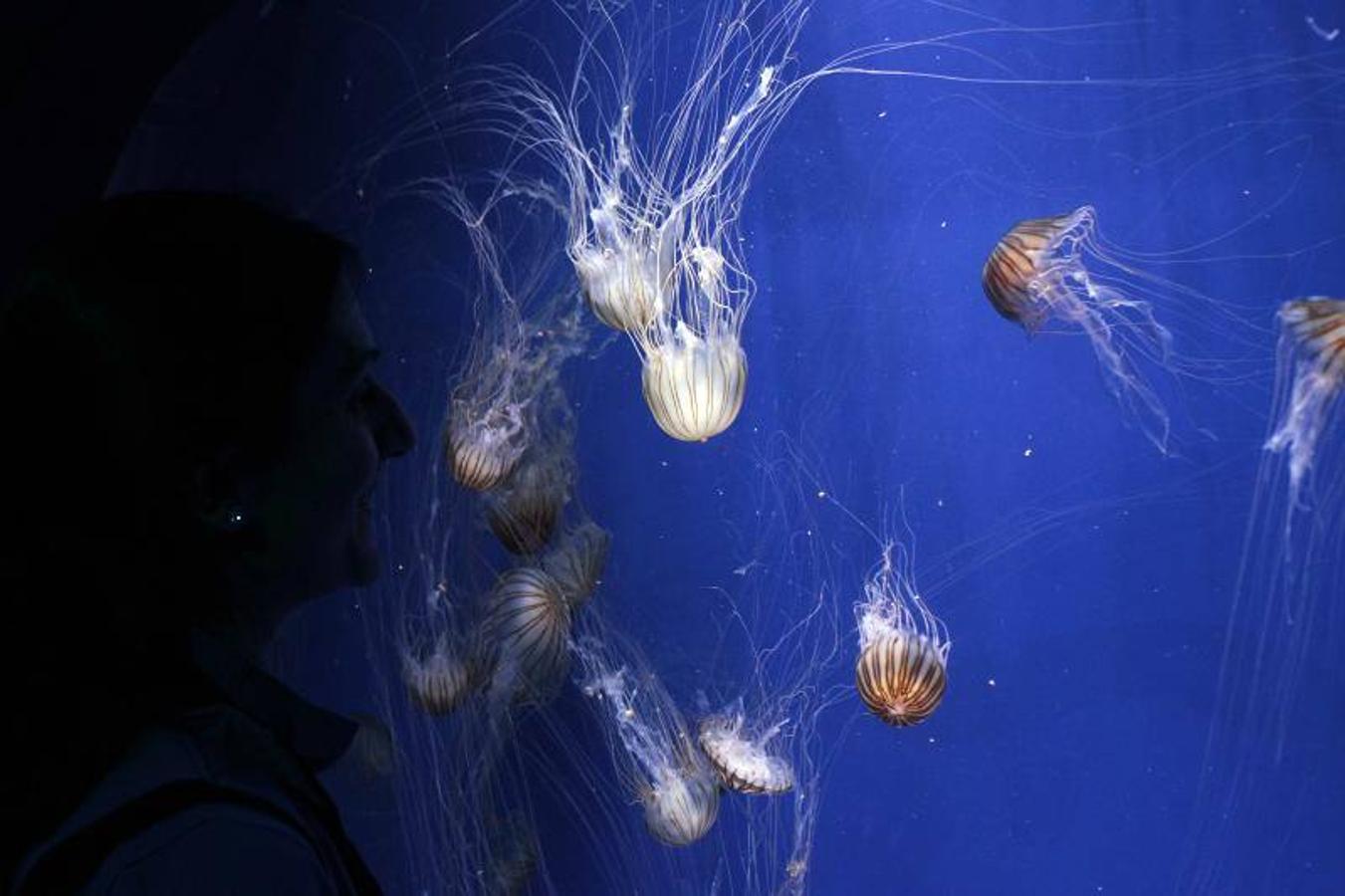 Fotos de la exposición &#039;Medusas como jamás se habían visto&#039; en l&#039;Oceanogràfic de Valencia