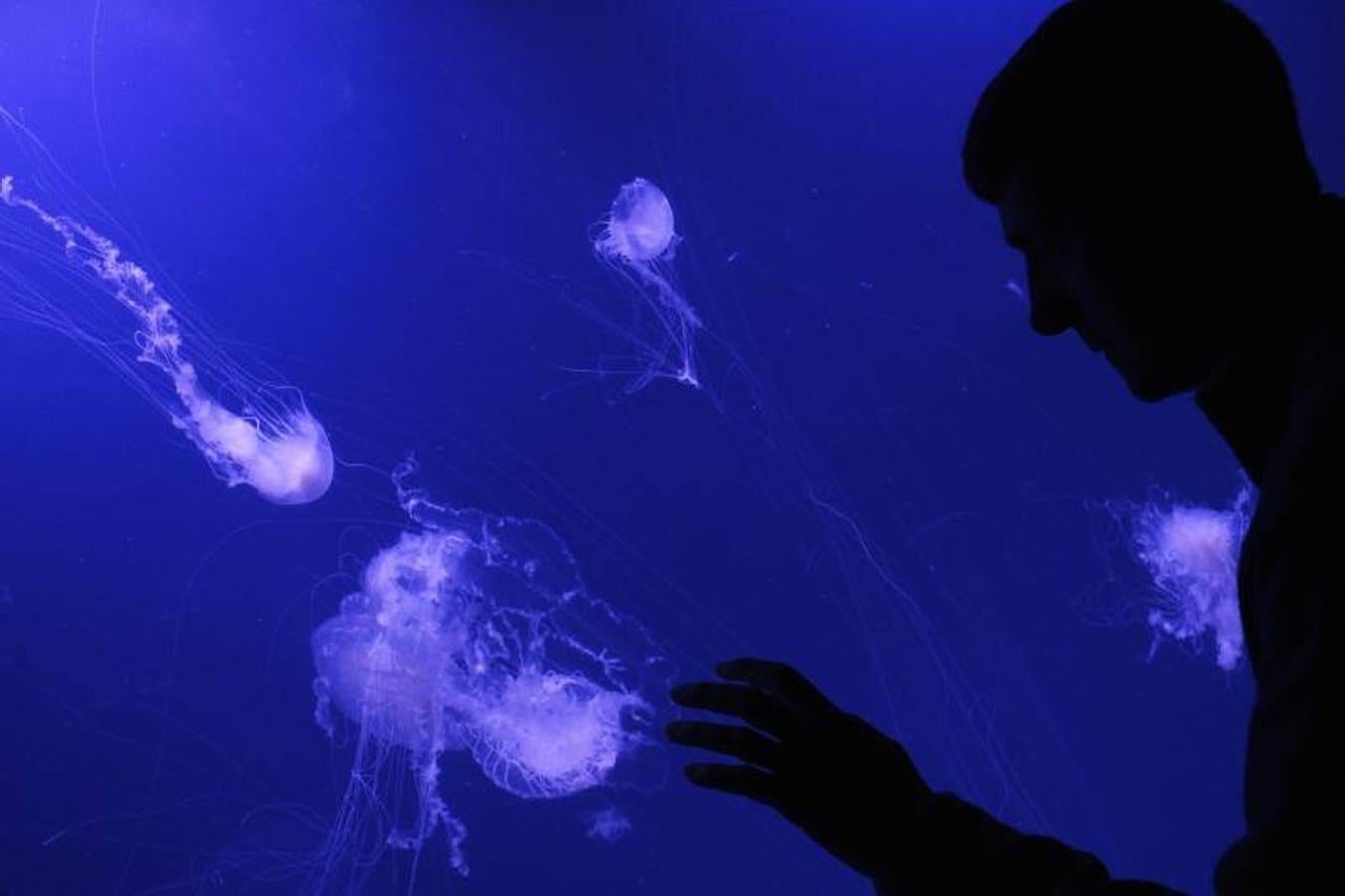 Fotos de la exposición &#039;Medusas como jamás se habían visto&#039; en l&#039;Oceanogràfic de Valencia