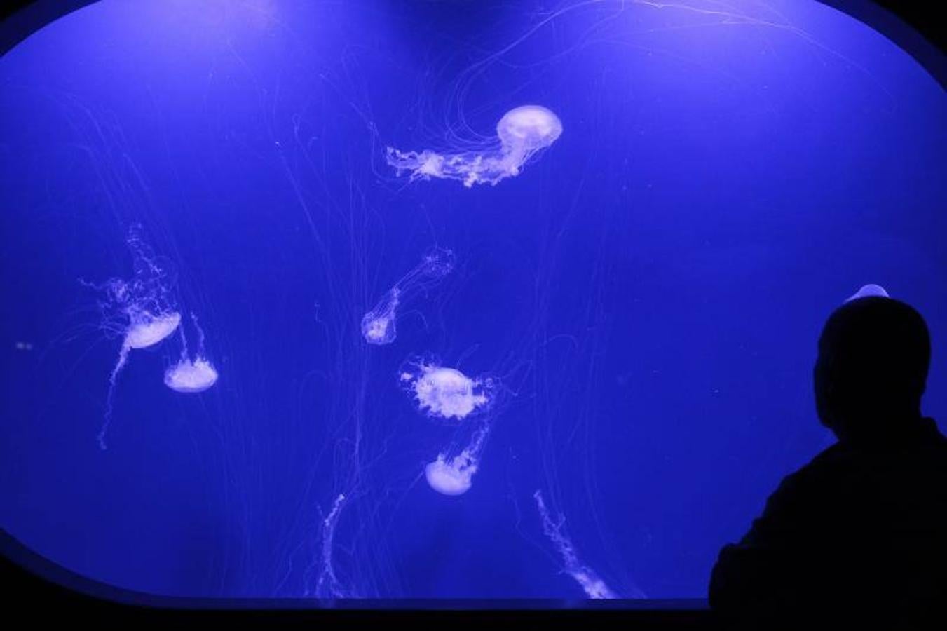 Fotos de la exposición &#039;Medusas como jamás se habían visto&#039; en l&#039;Oceanogràfic de Valencia