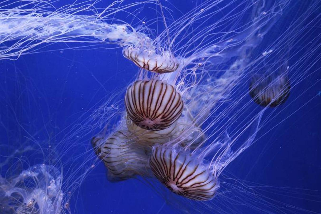 Fotos de la exposición &#039;Medusas como jamás se habían visto&#039; en l&#039;Oceanogràfic de Valencia