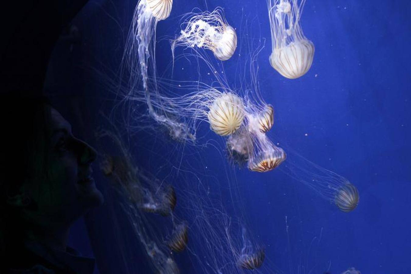 Fotos de la exposición &#039;Medusas como jamás se habían visto&#039; en l&#039;Oceanogràfic de Valencia