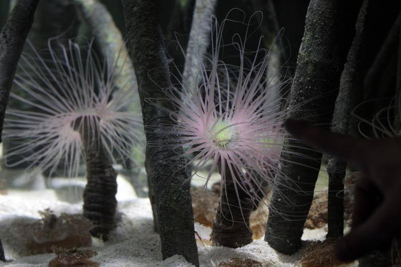 Fotos de la exposición &#039;Medusas como jamás se habían visto&#039; en l&#039;Oceanogràfic de Valencia