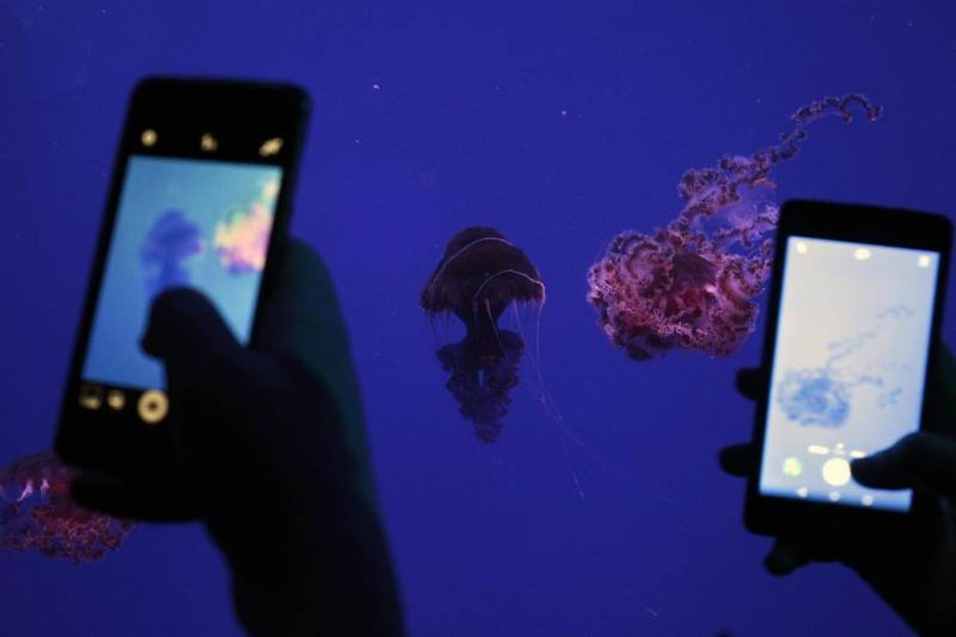 Fotos de la exposición &#039;Medusas como jamás se habían visto&#039; en l&#039;Oceanogràfic de Valencia