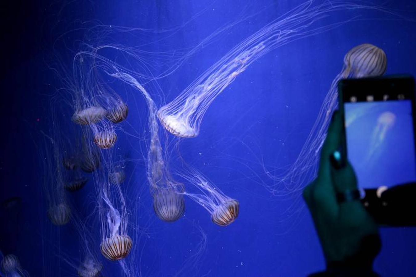 Fotos de la exposición &#039;Medusas como jamás se habían visto&#039; en l&#039;Oceanogràfic de Valencia
