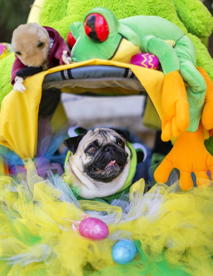 Fotos de los perros más graciosos del desfile anual de Pascua de Georgia