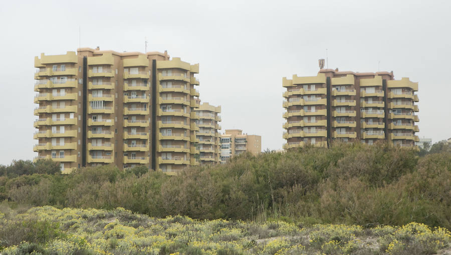 Fotos de la masa forestal en El Saler