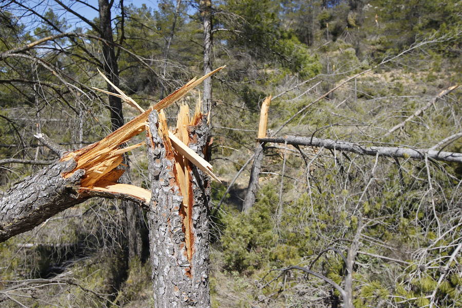 Fotos de la pinada de Utiel tras el temporal de invierno