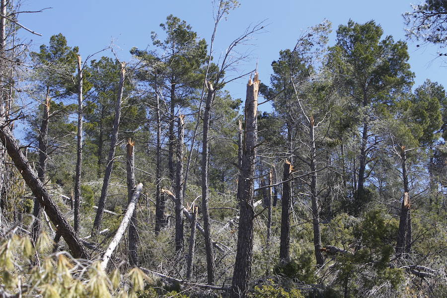 Fotos de la pinada de Utiel tras el temporal de invierno