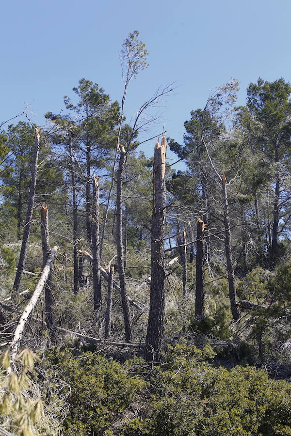 Fotos de la pinada de Utiel tras el temporal de invierno