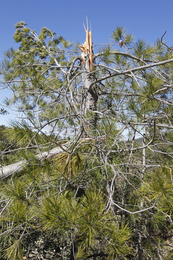 Fotos de la pinada de Utiel tras el temporal de invierno