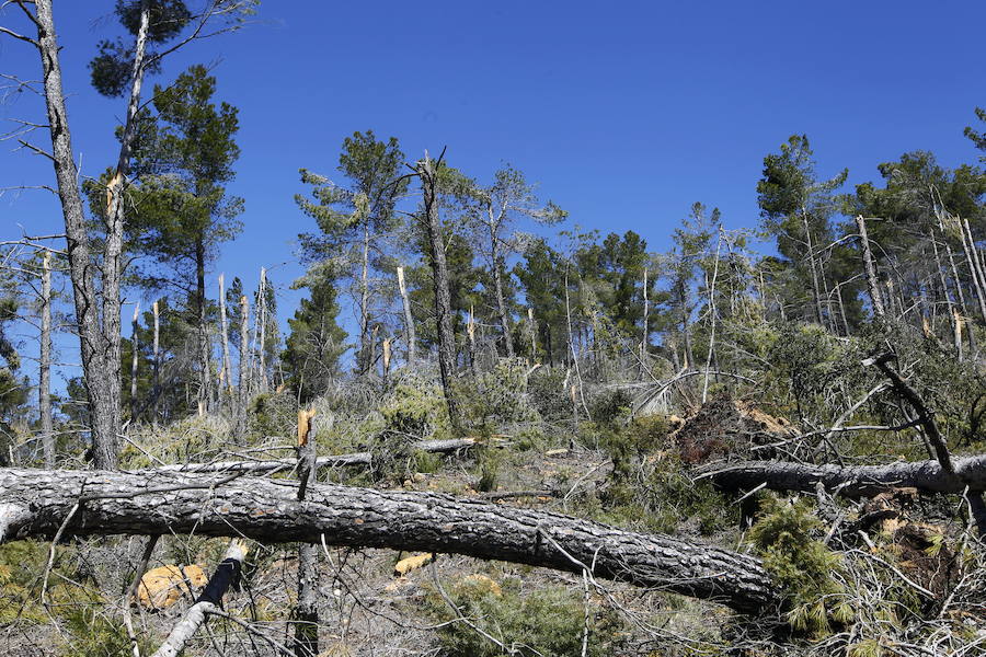 Fotos de la pinada de Utiel tras el temporal de invierno