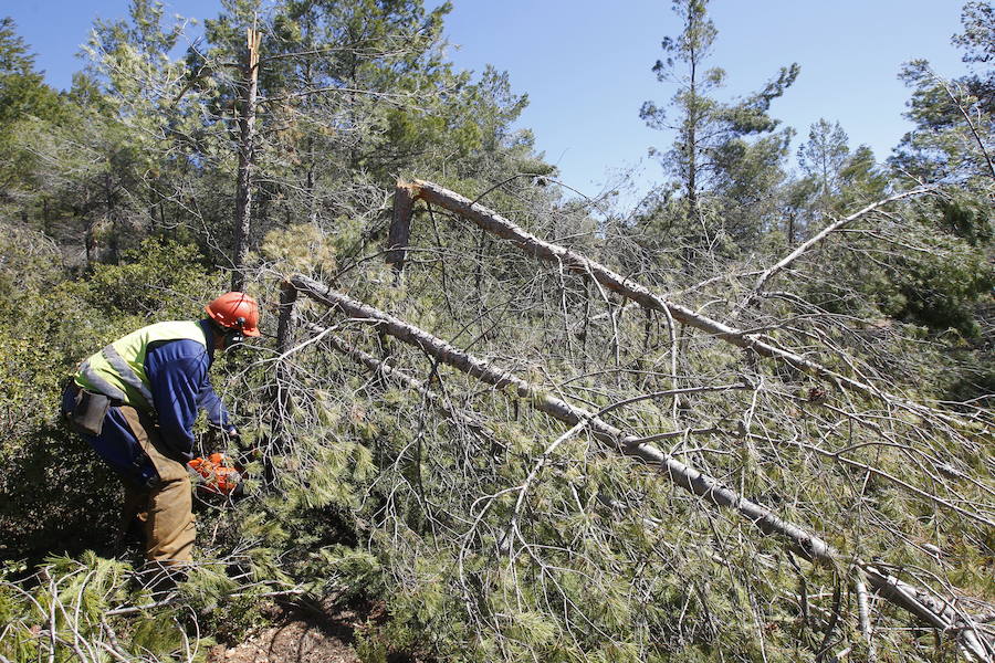 Fotos de la pinada de Utiel tras el temporal de invierno