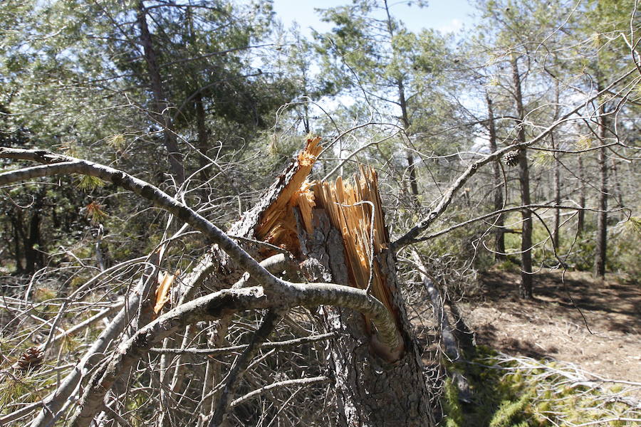 Fotos de la pinada de Utiel tras el temporal de invierno