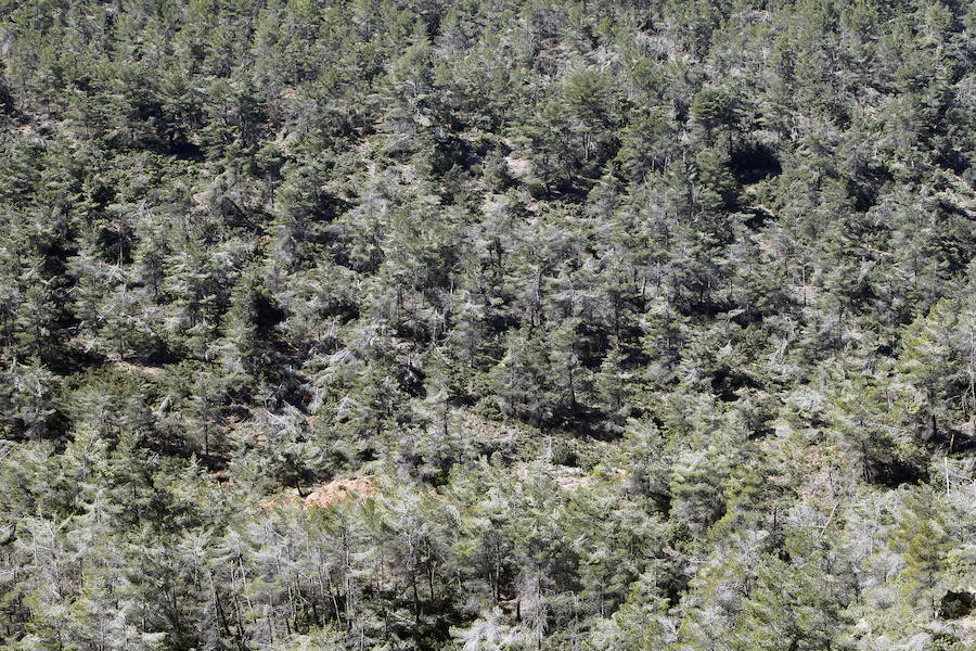 Fotos de la pinada de Utiel tras el temporal de invierno