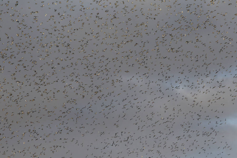 Fotos de la suelta de 70.000 palomas mensajeras de la Federación Portuguesa de Colombofilia