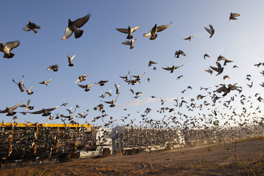 Fotos de la suelta de 70.000 palomas mensajeras de la Federación Portuguesa de Colombofilia