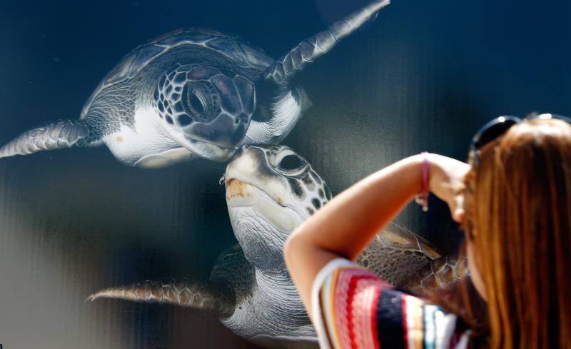 Fotos del Festival de Imagen Submarina en l&#039;Oceanogràfic de Valencia (2017)