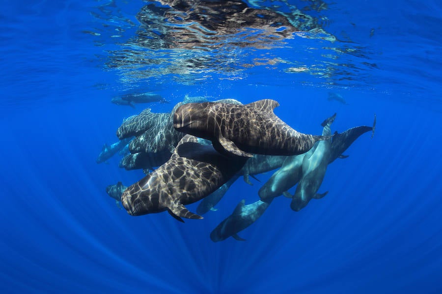 Fotos de &#039;showcooking&#039; con medusas en el Oceanogràfic de Valencia