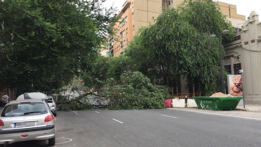 Fotos del árbol caído en la avenida Burjassot de Valencia