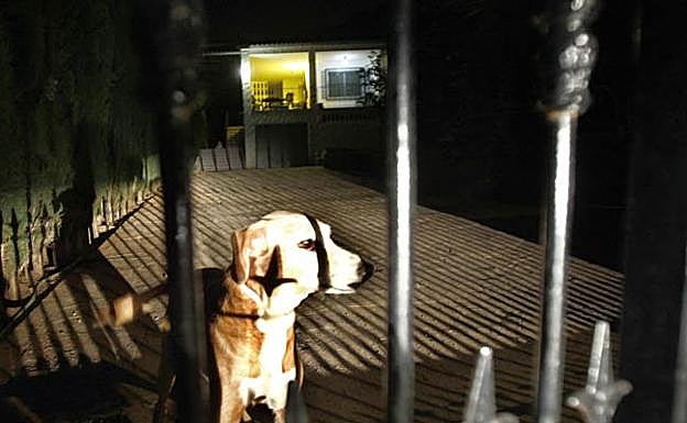 Un perro en la casa donde se cometió el parricidio.