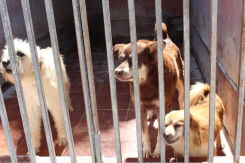 Uno de los caniles de la empresa de recogida de animales. 