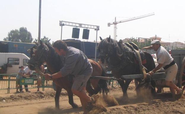 Pacma denuncia ante la Generalitat Valenciana y el Gobierno el «maltrato a los caballos» en el tiro y arrastre