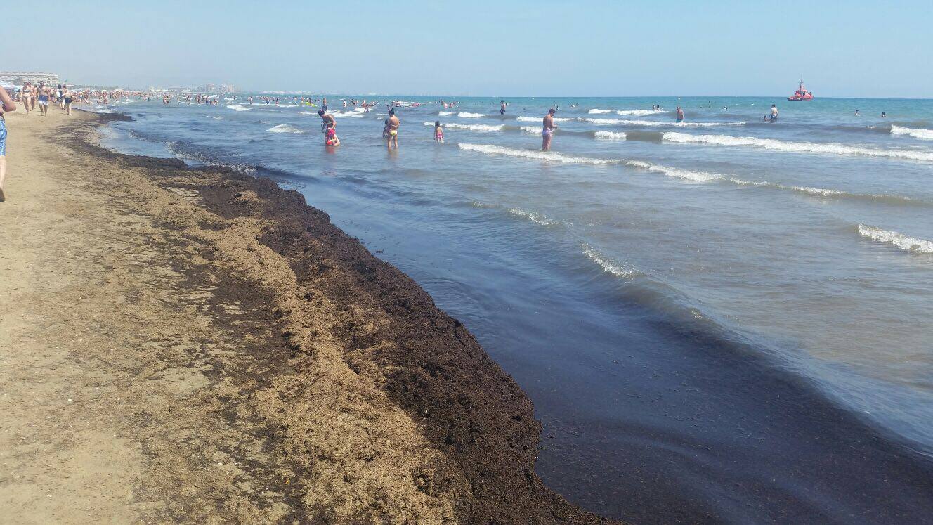 Críticas por los montones de algas en playas de Valencia