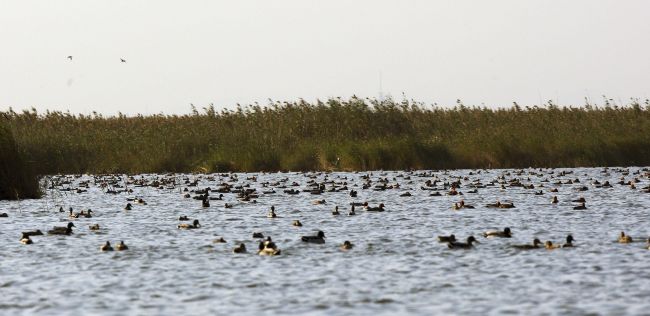 La Albufera es perfecta para ver la lluvia de estrellas.