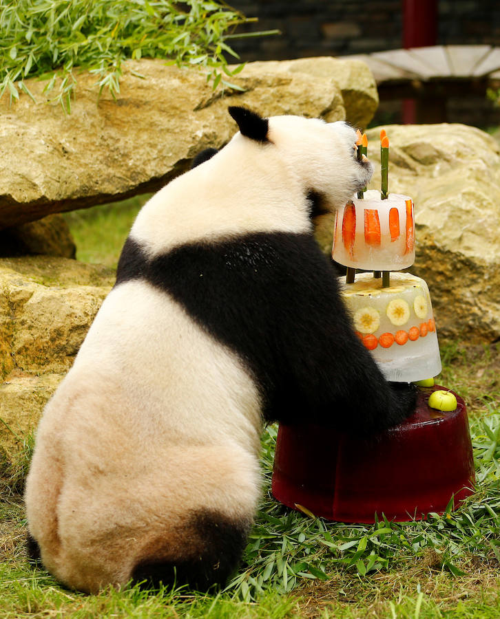 El oso panda Xing Ya celebra su cuarto cumpleaños con una tarta de hielo y frutas en el zoo de Rhenen (Holanda).