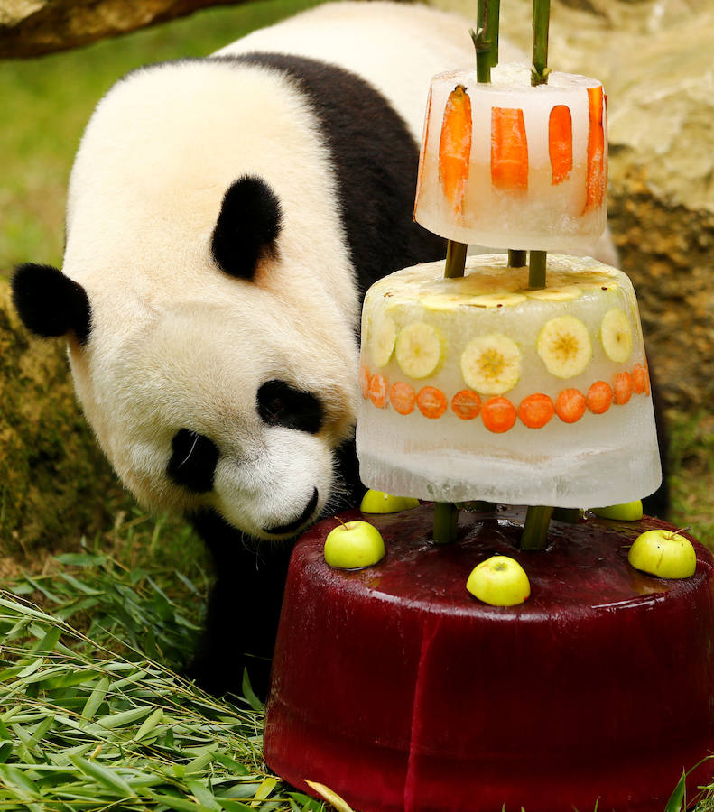 El oso panda Xing Ya celebra su cuarto cumpleaños con una tarta de hielo y frutas en el zoo de Rhenen (Holanda).