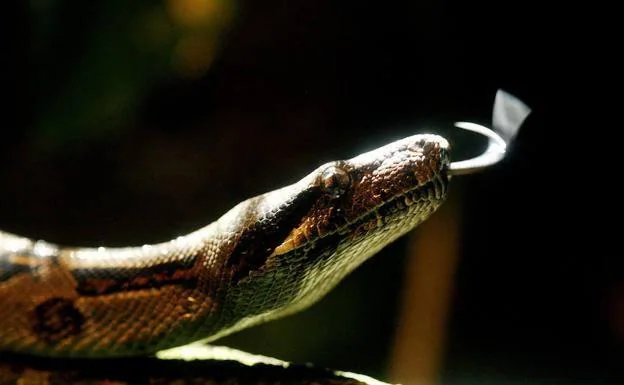 Imagen de archivo de una serpiente.