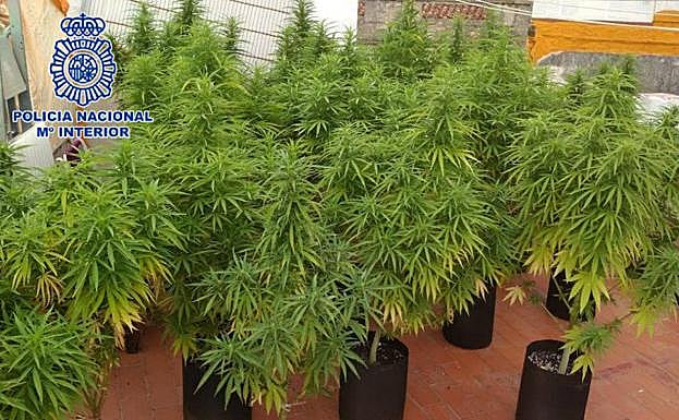La Policía Nacional requisa 37 plantas de marihuana de grandes dimensiones.