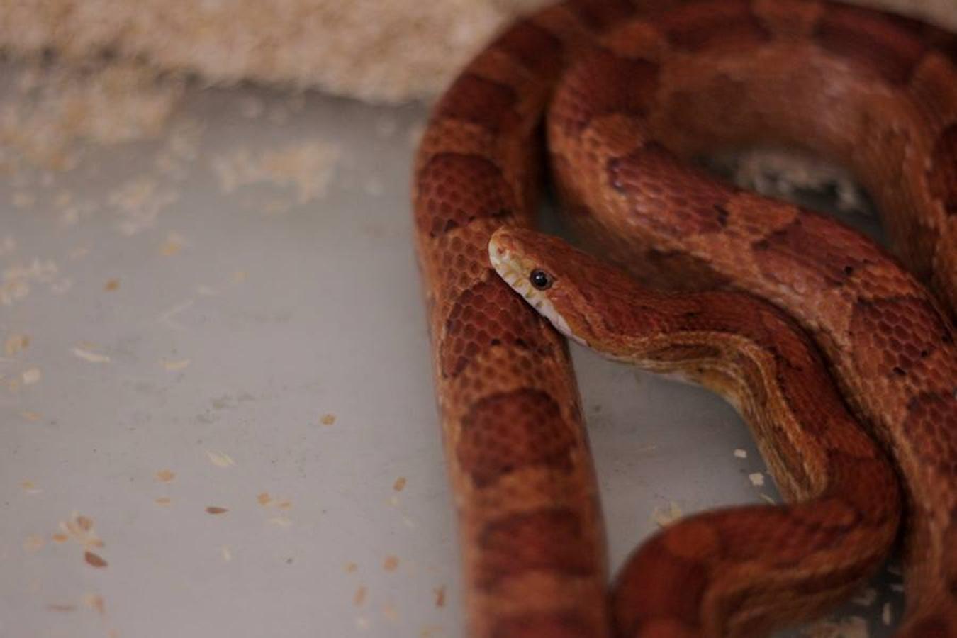 Fotos de Avifauna, espacio de animales exóticos en Valencia