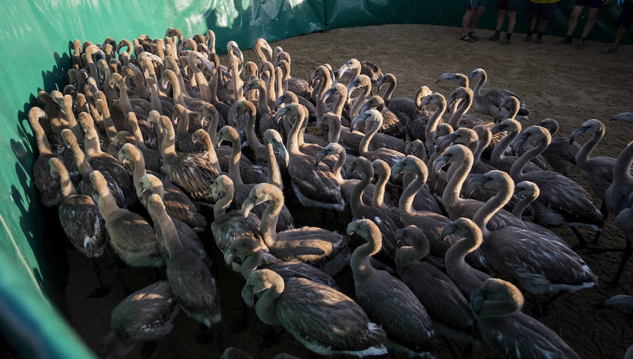Fotos de flamencos en las Marismas del Odiel