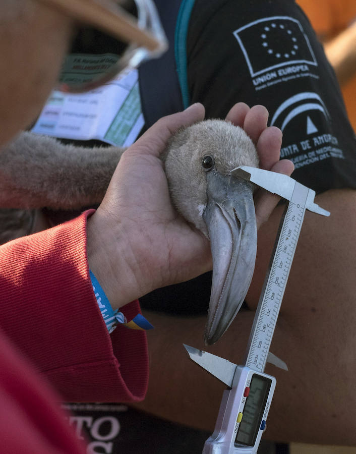 Fotos de flamencos en las Marismas del Odiel