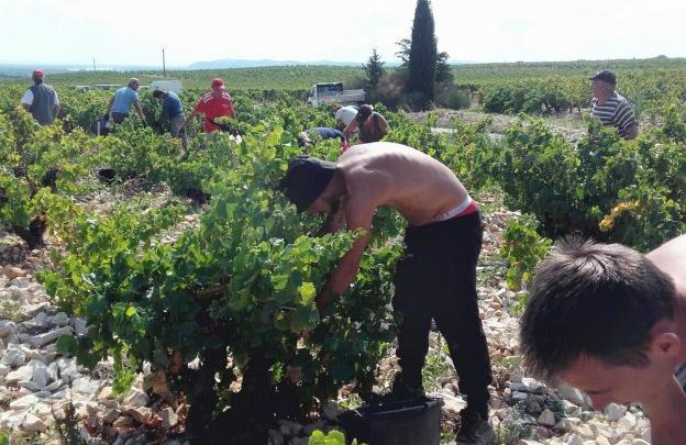 Temporeros españoles trabajan en la recogida de uva al sur de Francia. 