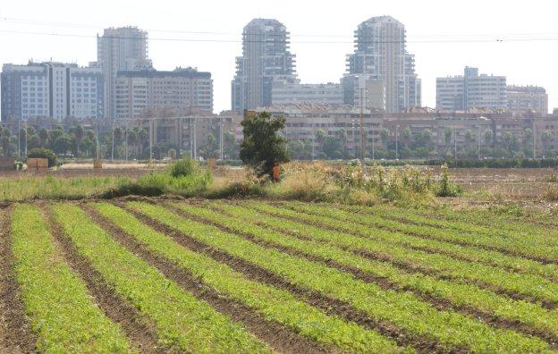 Parte de la huerta de Campanar, esta semana. 