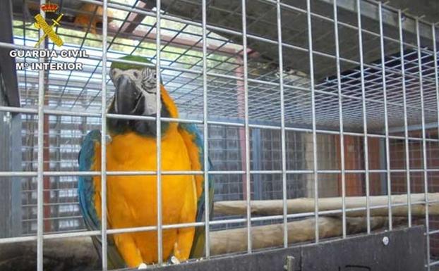 Desmantelados nueve criaderos ilegales de aves exóticas en Elche con 153 ejemplares